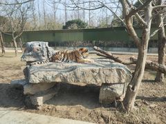 -上海野生动物园老虎餐厅