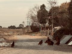-广富林郊野公园