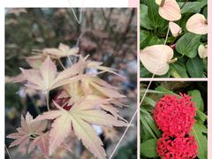 -中国科学院华南植物园