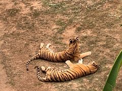 -深圳野生动物园
