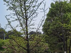 -铁山坪森林公园