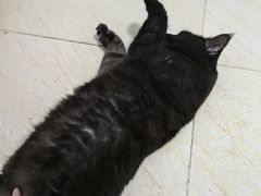 -安安宠医宠物医院·异宠·犬猫内科(岳阳分院)