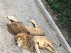 -大连森林动物园