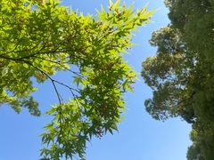 -上海共青森林公园