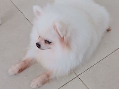 -怪兽屋·羊驼·猫咖·狗咖(俊华广场店)