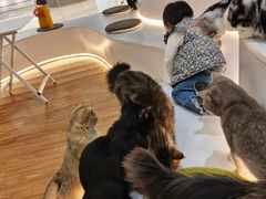 -COLOR PETS 撸猫馆·购猫·猫咖(长风大悦城店)