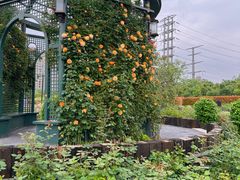 -金银湖国家城市湿地公园