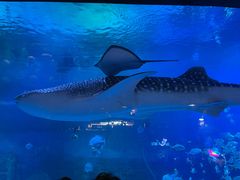 -烟台海昌鲸鲨海洋公园