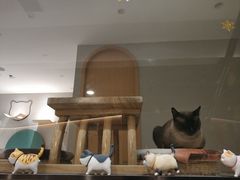 -飞行喵MR PILOT|猫舍·猫咖(静安大融城店)