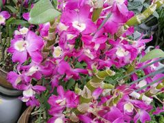 -三圣花乡旅游区