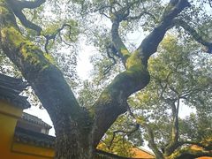 -西园戒幢律寺