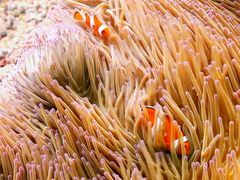 -卡帕莱度假村(西巴丹岛)