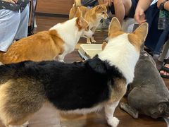 -柯斗斗主题餐厅·狗咖·围炉煮茶·茶饮(国瑞升平里店)