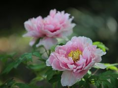 -洛阳市隋唐城遗址植物园