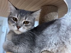 -楼上猫咖(罗湖店)