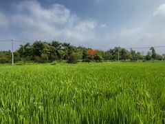 -广富林郊野公园