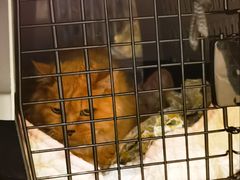 -北京观赏动物医院·24小时大型综合·猫专科·异宠专科