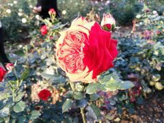 -人民公园(罗湖区)