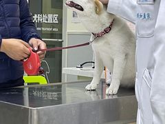 -谐和益家动物医院·免疫绝育·血液透析·宠保定点医院(高新伊藤分院)