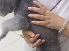 -安安宠医·安烨宠物医院·宠物保险(北仑分院)