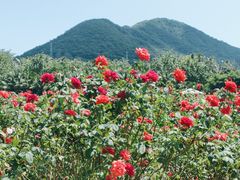 -亚龙湾国际玫瑰谷