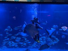 -烟台海昌鲸鲨海洋公园