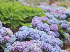 -上海共青森林公园