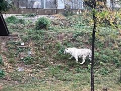 -石家庄市动物园