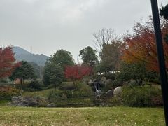 -龙井村