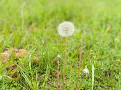 -黑皮酸菜鱼(三山街店)
