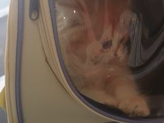 -御宝贝·A梦猫科宠物医院(国际猫友好医院)