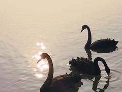 -西山漾湿地公园