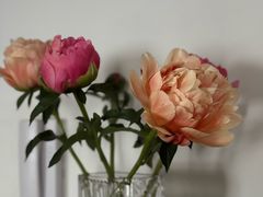 -宝鸡东道花鸟鱼虫市场(吉利花园商场店)