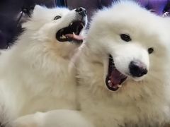 -more than meow吴止猫主题餐厅(承德 中船汇店)