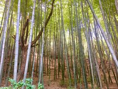 -穹窿山景区