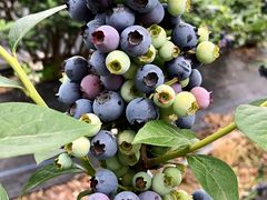 -花山蓝莓采摘园