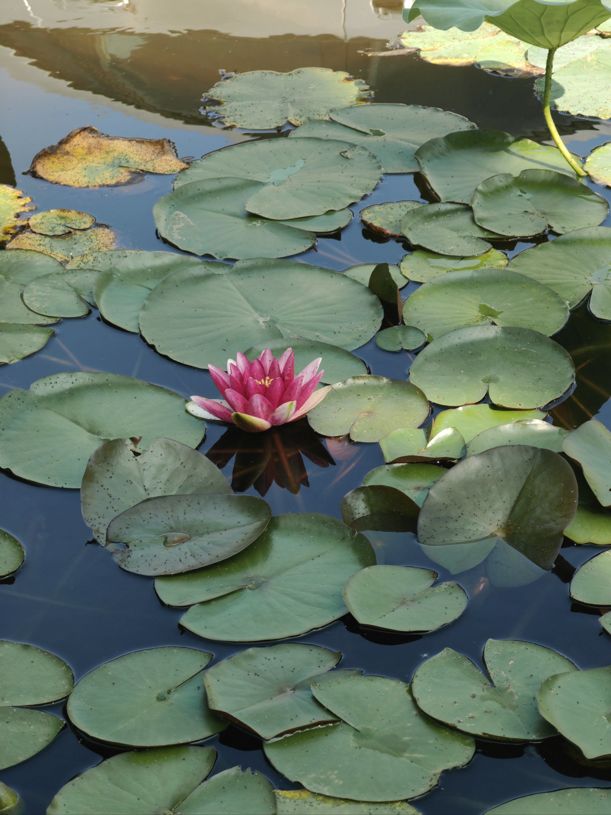 字跳网络请求信息处理办法专利有用提高图画生成功率