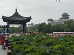 -莲花池公园