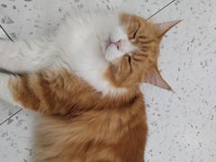 -喵园·猫主题咖啡厅·撸猫·猫咖(国贸店)