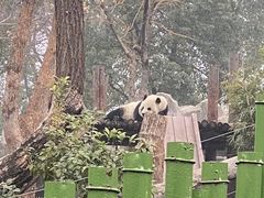 -武汉动物园