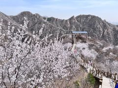 -大岭沟猕猴桃谷风景区