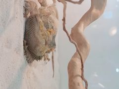 -喵园·猫主题咖啡厅·撸猫·猫咖(国贸店)