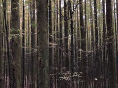-山王坪喀斯特国家生态公园