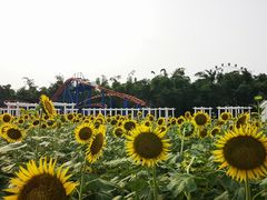 -百万葵园