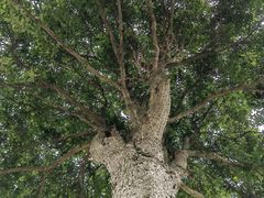 -桤木河湿地公园