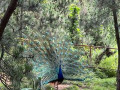 -西霞口神雕山野生动物世界