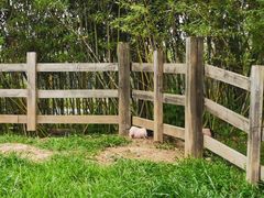 -田园东方蜜桃村的田野营地