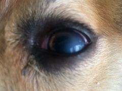 -芭比堂动物医院·犬猫全科·异宠专科(雁塔分院)