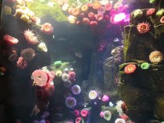 -瑞普利水族馆