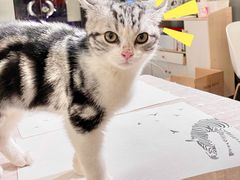 -吉丁鸟咖·异宠·寄养